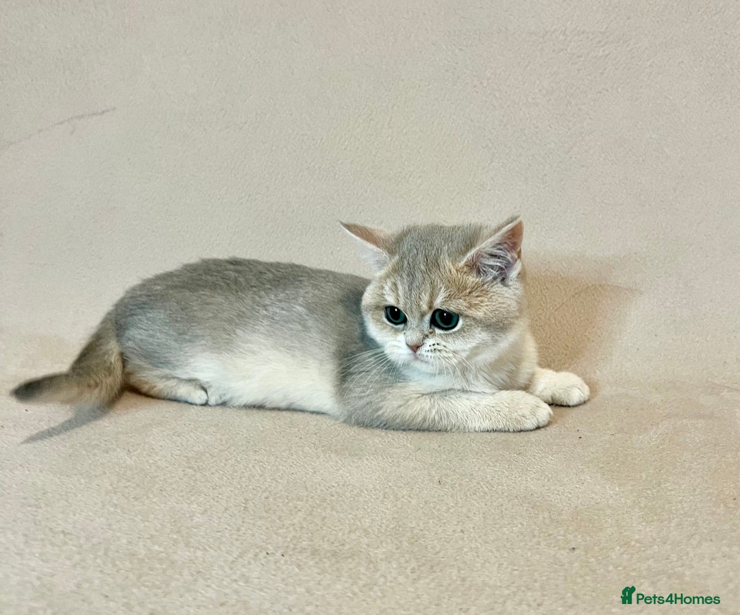 British Shorthair cats for sale: 🐾 Pure BSH Kittens 🐾  - Advert 13