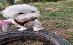 Bichon Frise dogs for adoption: ALBANO, a Lovely Bichon Boy - for a Loving Home - Image 8