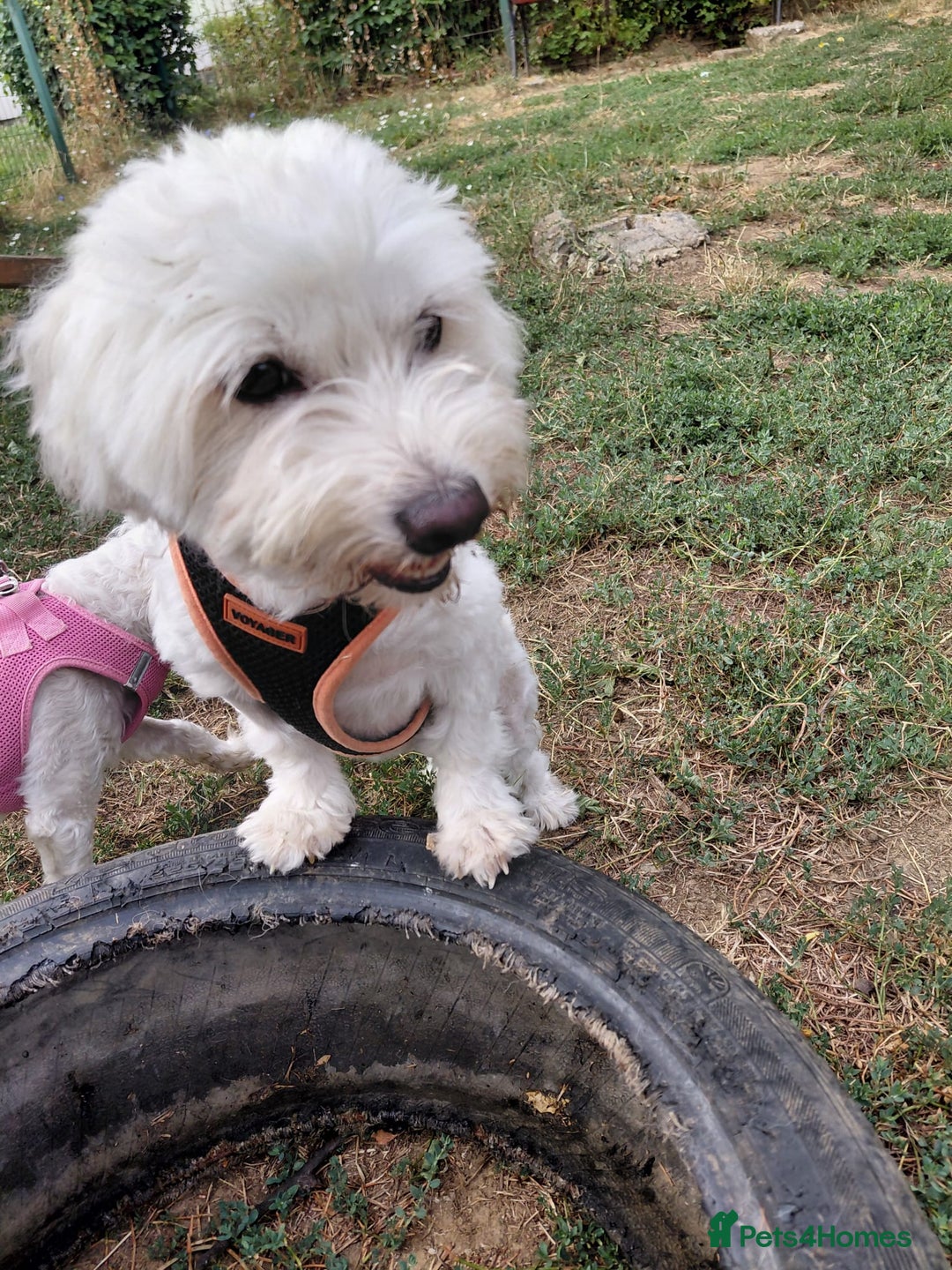 Bichon Frise dogs for adoption: ALBANO, a Lovely Bichon Boy - for a Loving Home - Image 8