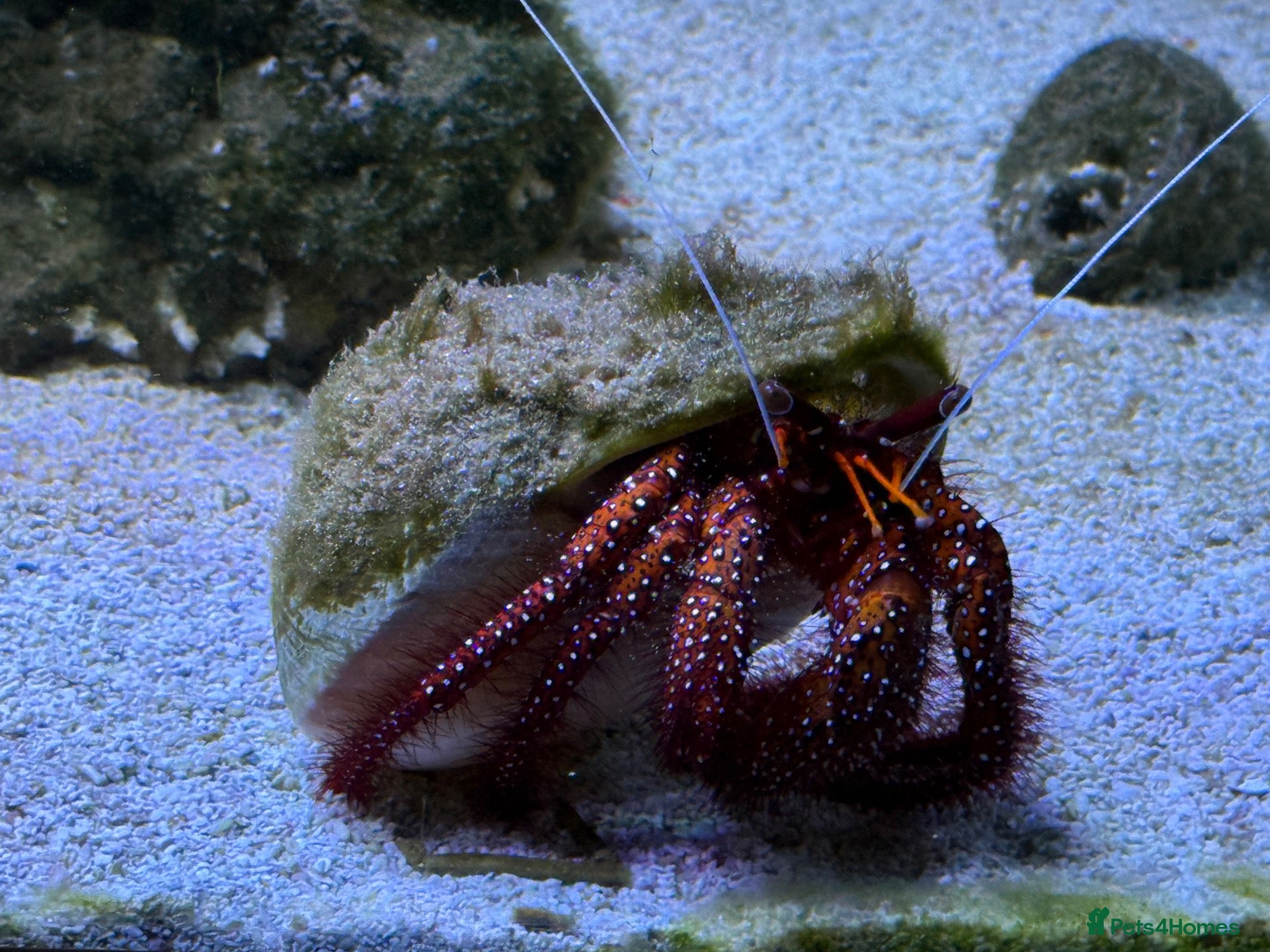 Crabs invertebrates Large White-Spotted Hermit Crab Dardanus megistos  - Advert 1
