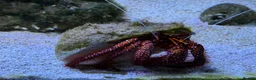 Crabs invertebrates for sale: Large White-Spotted Hermit Crab Dardanus megistos  in Ashford - Advert 1