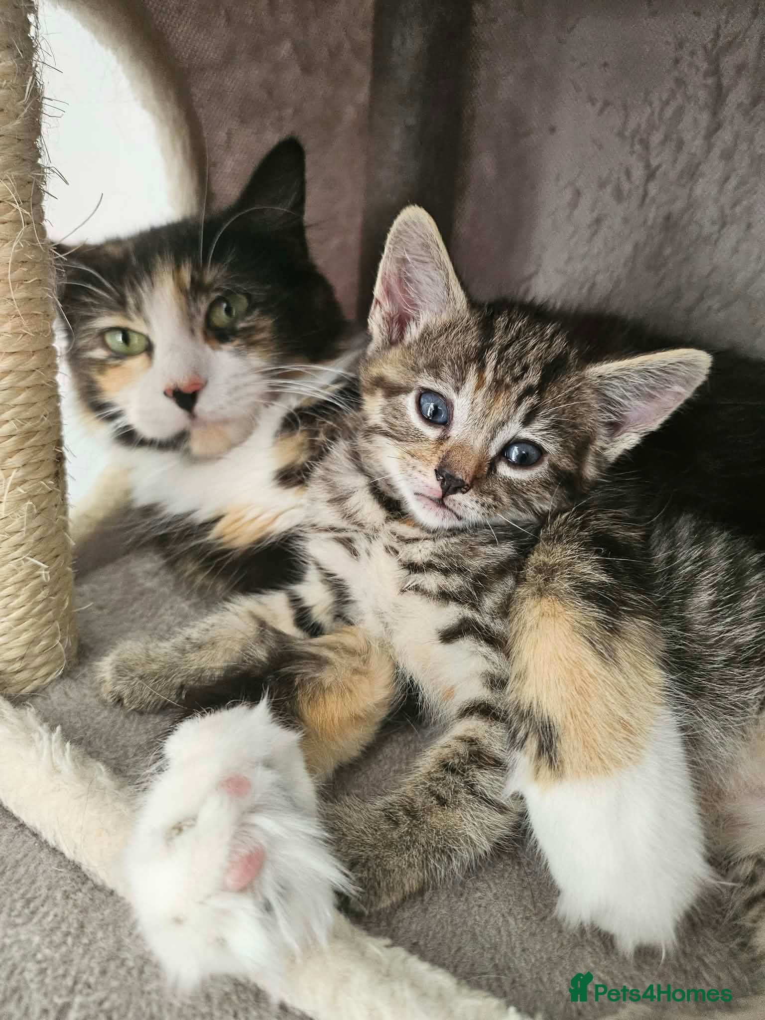Mixed Breed cats Ready now stunning kittens  - Advert 1