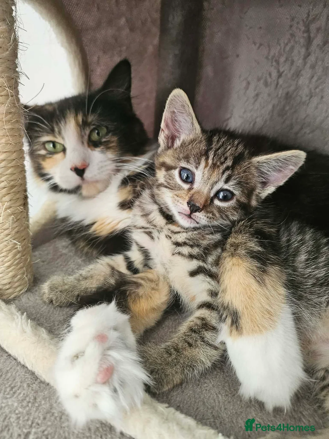 Mixed Breed cats for sale: Ready now stunning kittens  in Gravesend - Advert 1