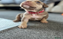 American Bully dogs for sale: Stunning pocket bullie’s  - Image 2