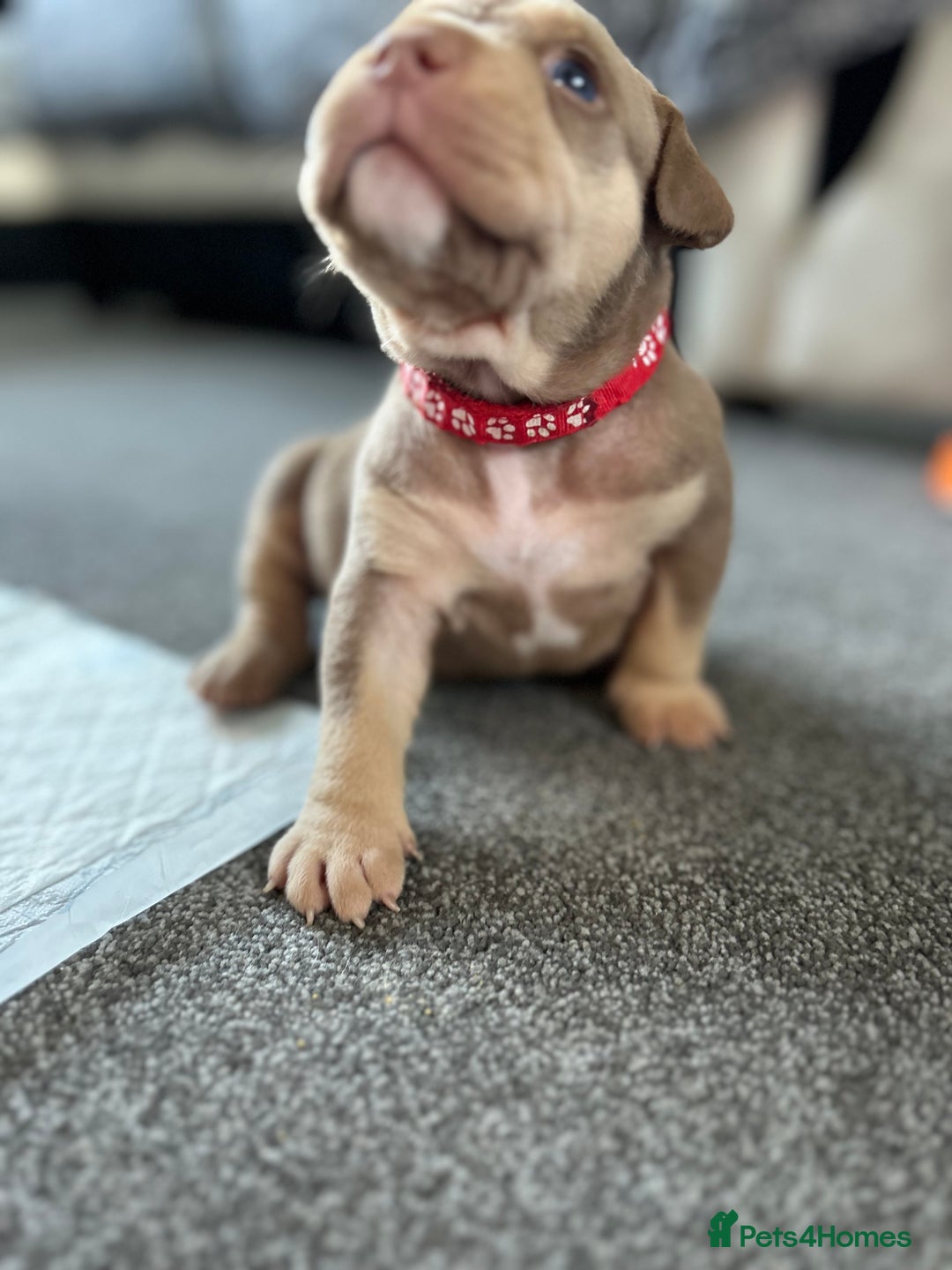 American Bully dogs for sale: Stunning pocket bullie’s  - Image 2