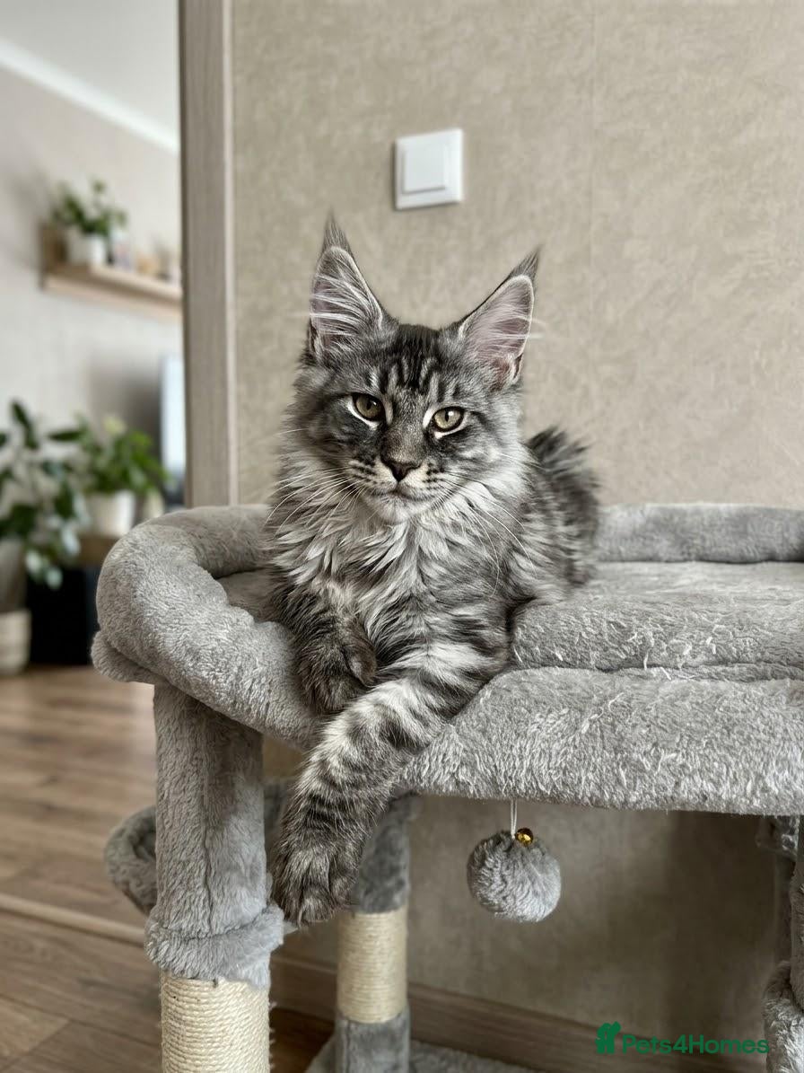 Maine Coon cats Only two are left.  Maine Coon Kittens  - Advert 2