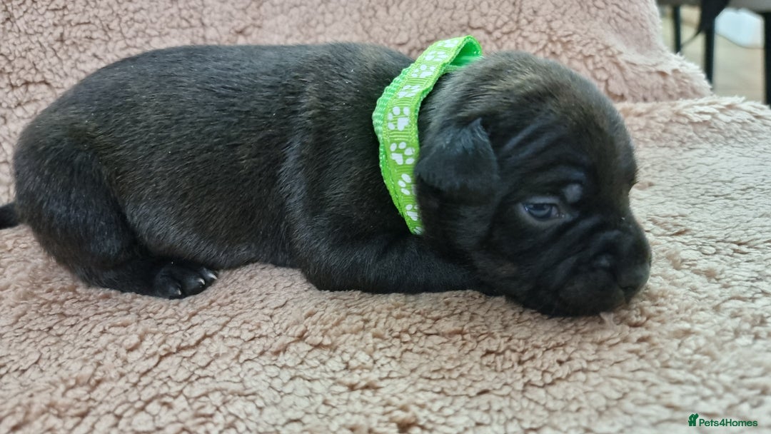 Staffordshire Bull Terrier dogs for sale: Dewellsblue - Advert 7