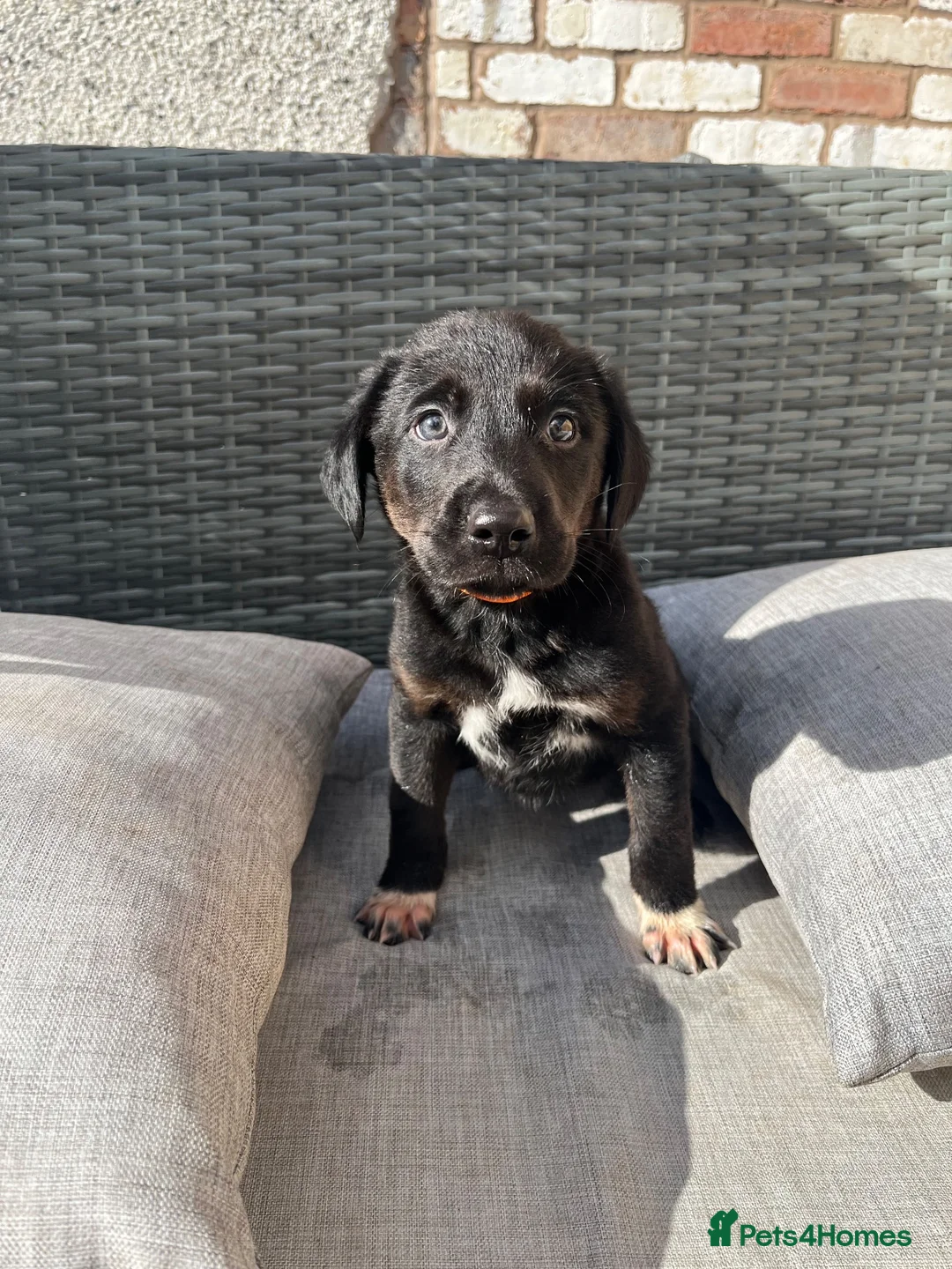 Borador dogs for sale: Borador puppies, labrador cross collie - Advert 1