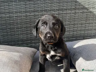 Borador dogs Borador puppies, labrador cross collie - Advert 14