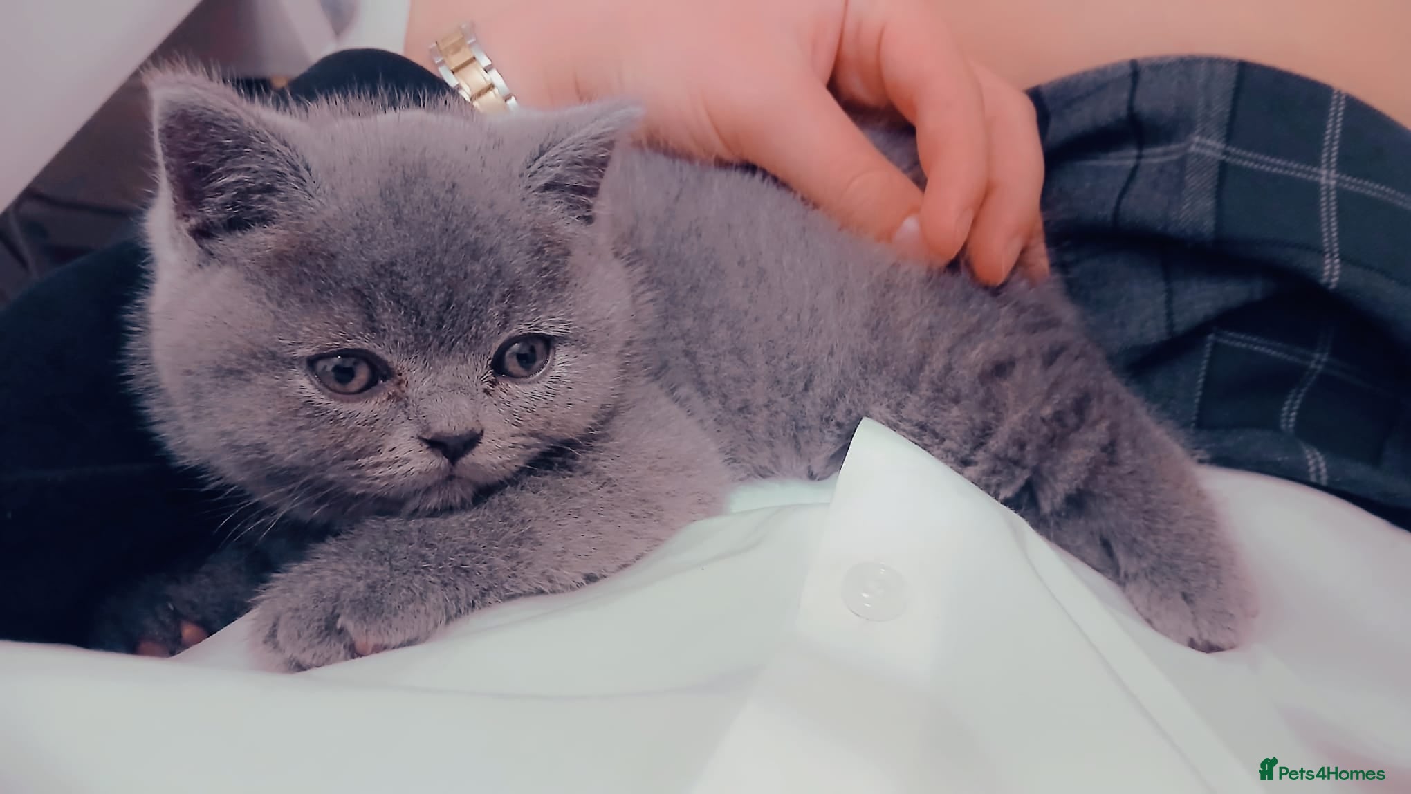 British Shorthair cats 6 week old blue British shorthair  - Advert 1