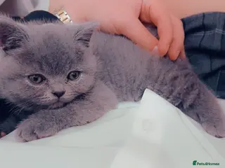 British Shorthair cats 7 week old blue British shorthair - Advert 9