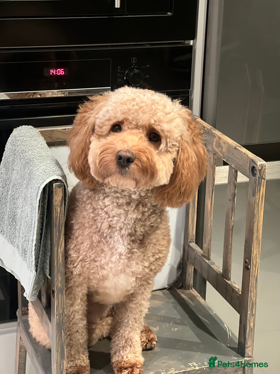 Cockapoo dogs for sale: Hello, future best friend! My name is Lucky! - Image 9