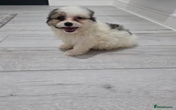 Cavachon dogs for sale: Cavachon puppies  - Image 18