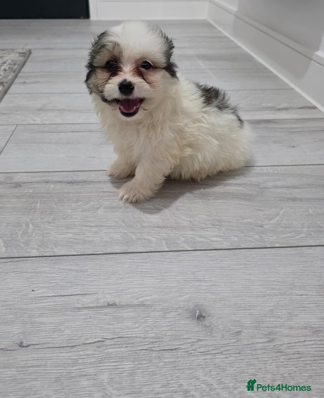 Cavachon dogs for sale: Cavachon puppies  - Image 18