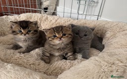 British Shorthair cats for sale: British Shorthair GCCF Champion Kittens ✨ - Image 1