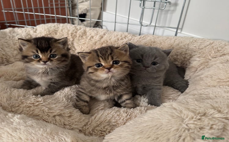 British Shorthair cats - Advert 12