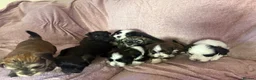 Havanese dogs for sale: Gorgeous litter of Havanese puppies. - Advert 11