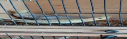 Cockatiels birds for sale: YOUNG COCKATIELS FOR SALE  - Advert 4