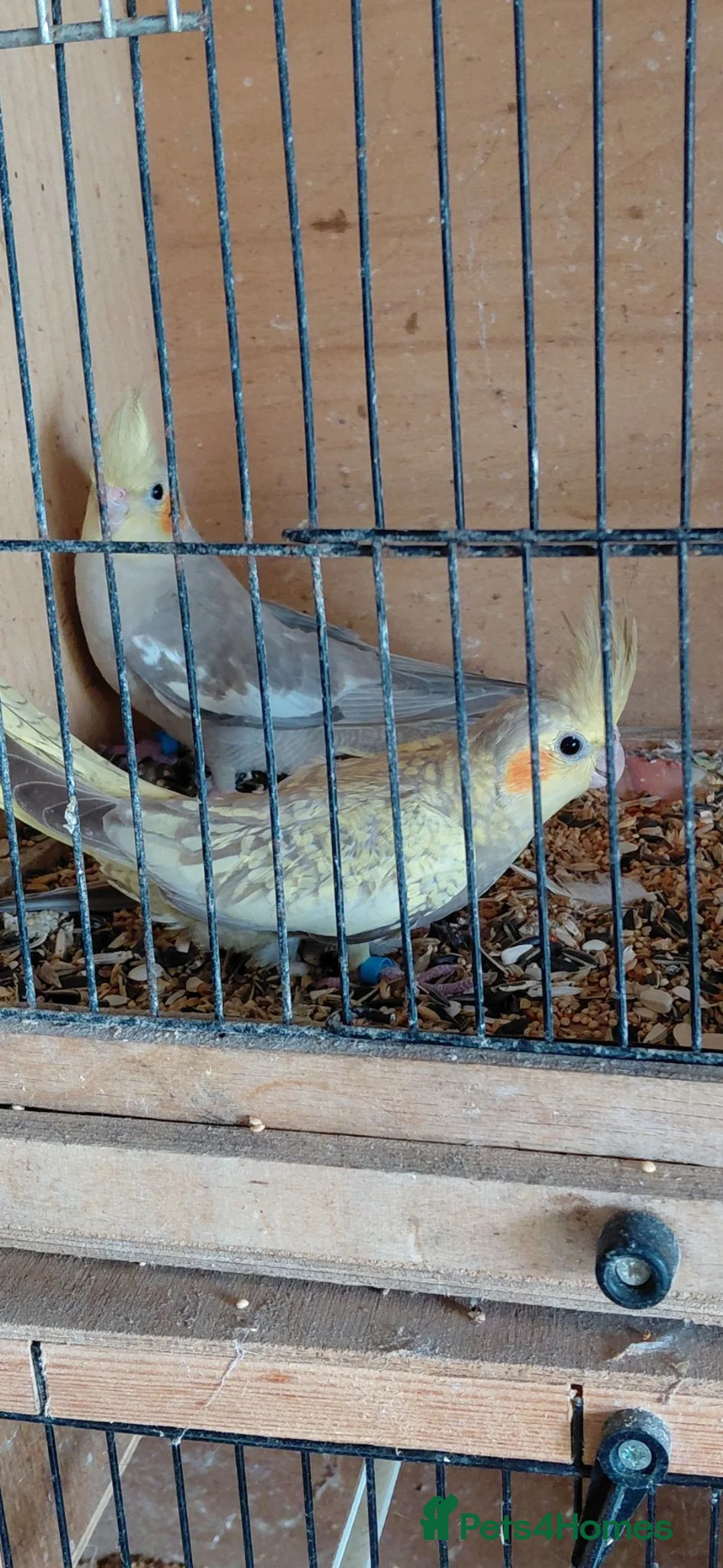 Cockatiels birds for sale: YOUNG COCKATIELS FOR SALE  - Advert 4