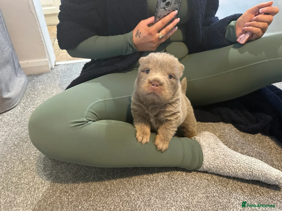 Shar Pei dogs for sale: Top quality choc and tan bear coat sharpies - Advert 40