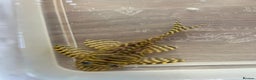 Plecos fish for sale: L333 Goldlines 1” Pleco - Advert 7