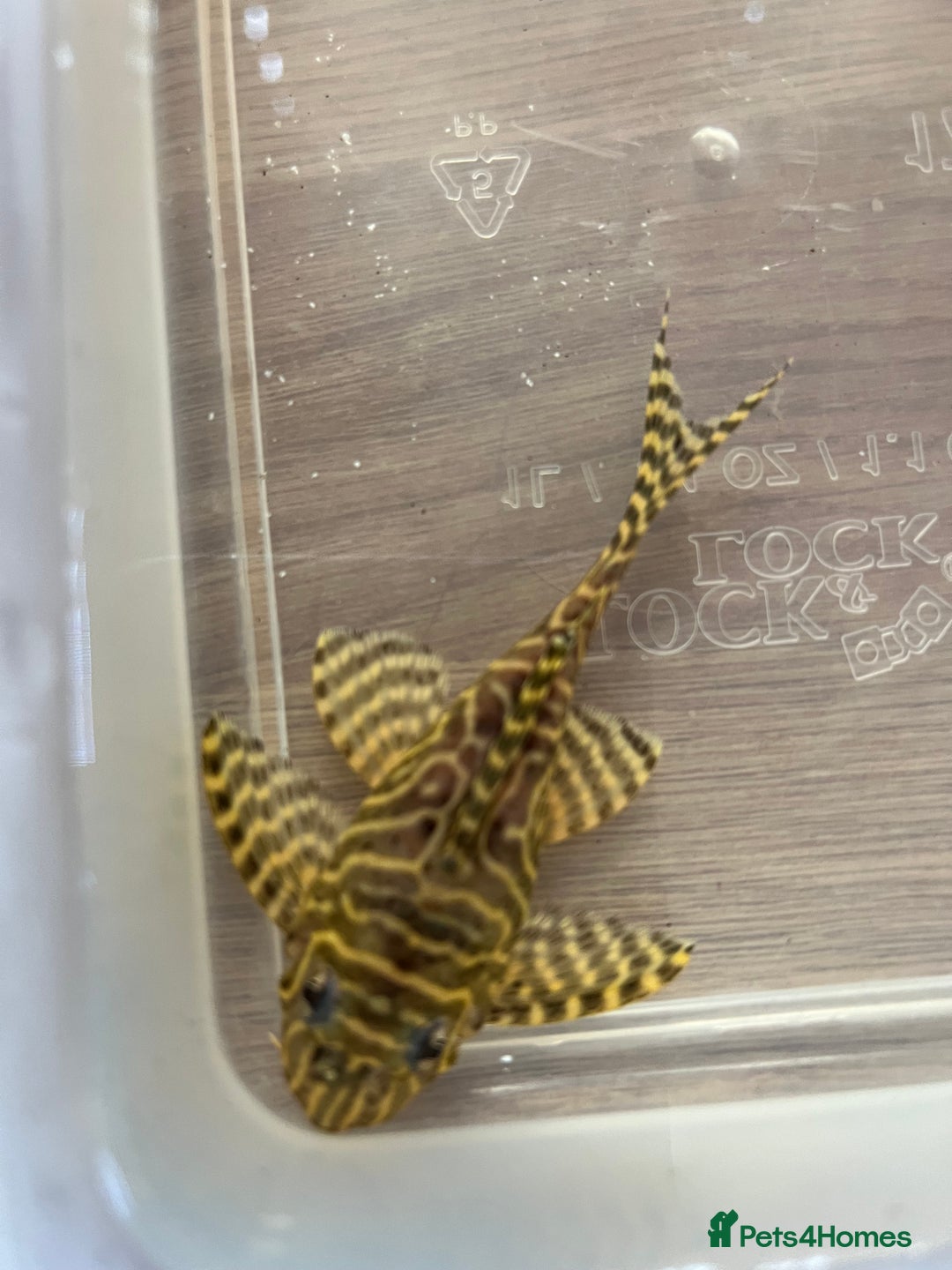 Plecos fish for sale: L333 Goldlines 1” Pleco - Advert 7
