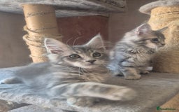 Maine Coon cats for sale: Beautiful Maine Coon kittens  - Image 10