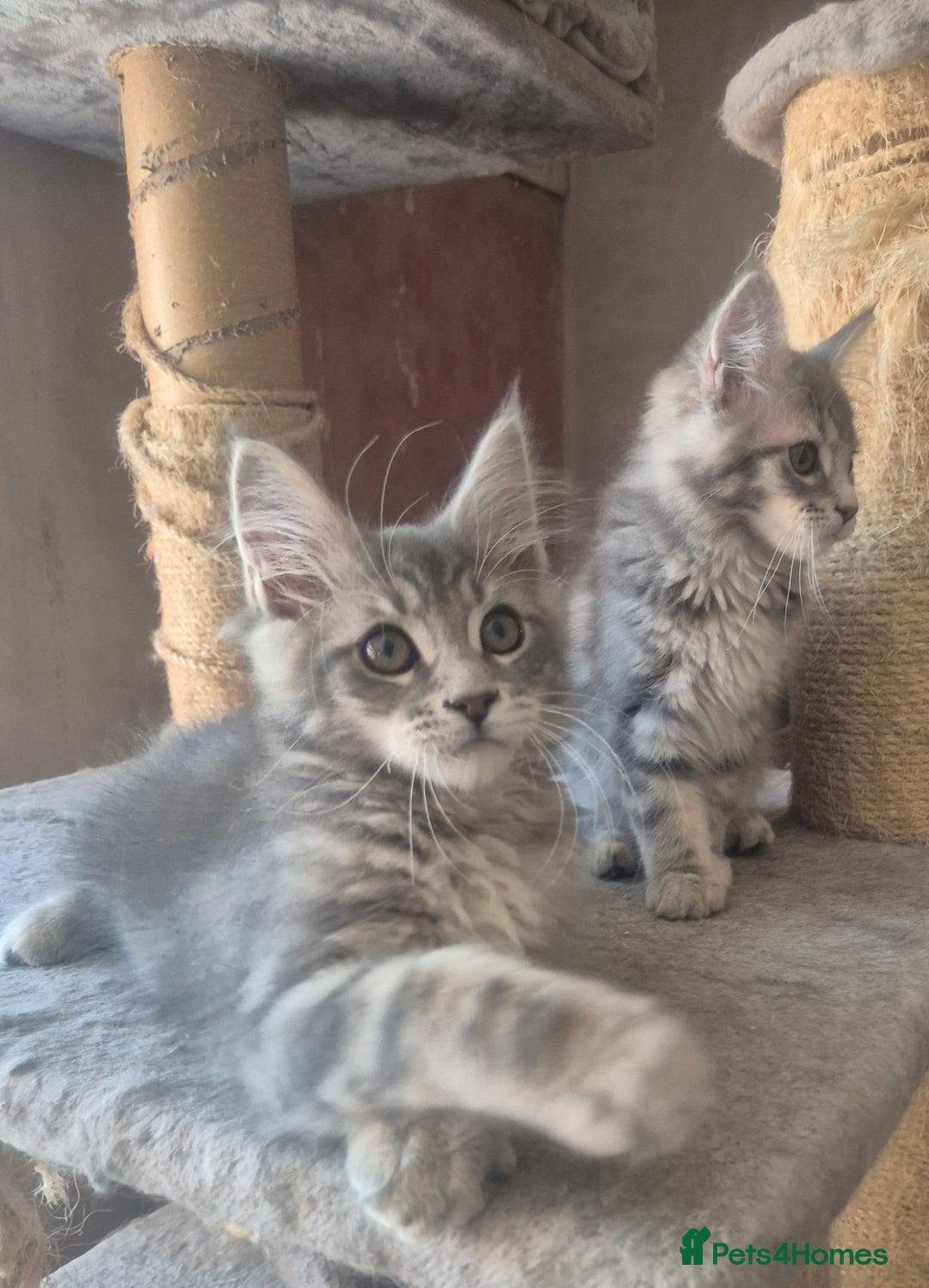 Maine Coon cats for sale: Beautiful Maine Coon kittens  - Image 10