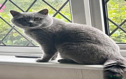 British Shorthair cats for sale: TICA Registered Active Blue Boy! - Image 5