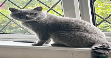 British Shorthair cats - Advert 1