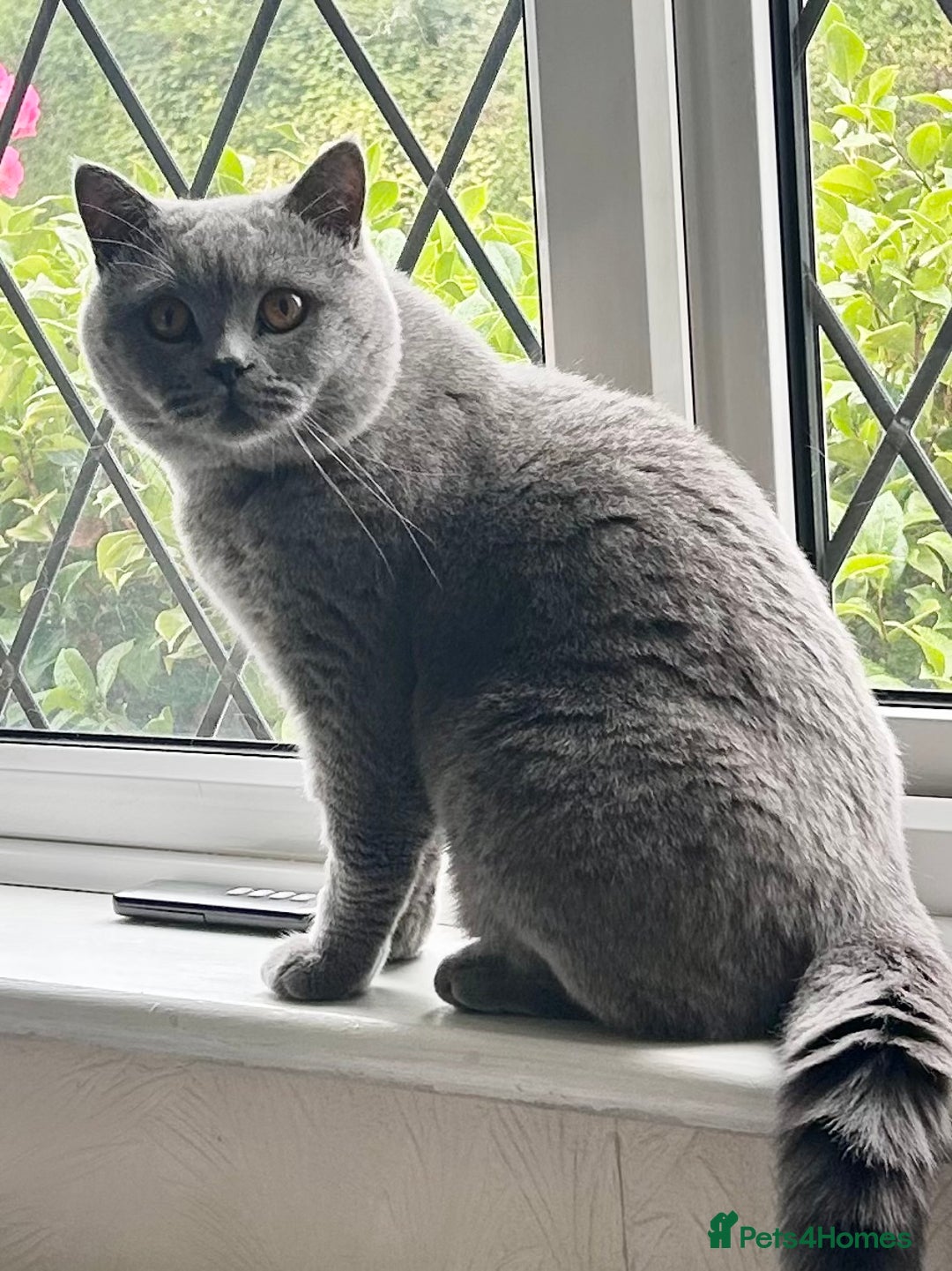British Shorthair cats for sale: TICA Registered Active Blue Boy! - Image 5
