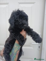 Cockapoo dogs - Advert 11