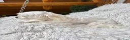 Bichon Frise dogs for sale: Bishon havanez - Advert 3