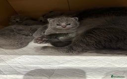 Scottish Fold cats for sale: Scottish fold  - Image 2