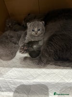 Scottish Fold cats - Advert 13