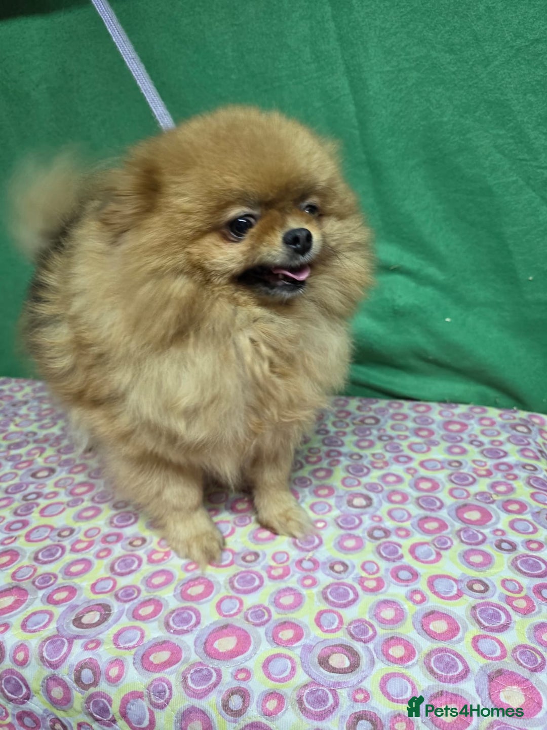 Pomeranian dogs for adoption: GIGI – Pomeranian (Female) - Advert 2