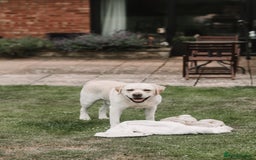 Labrador Retriever dogs for stud: Charlie  - Image 4