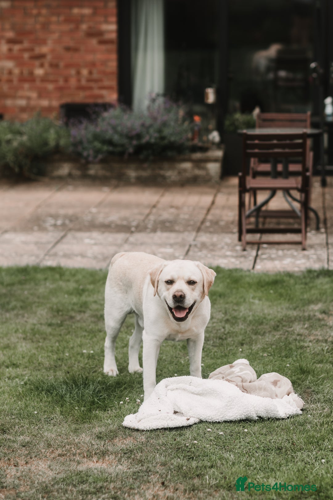 Labrador Retriever dogs for stud: Charlie  - Image 4