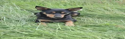 Australian Kelpie dogs for sale: Farm bred 5 boys 3 girls kelpie puppies - Advert 18
