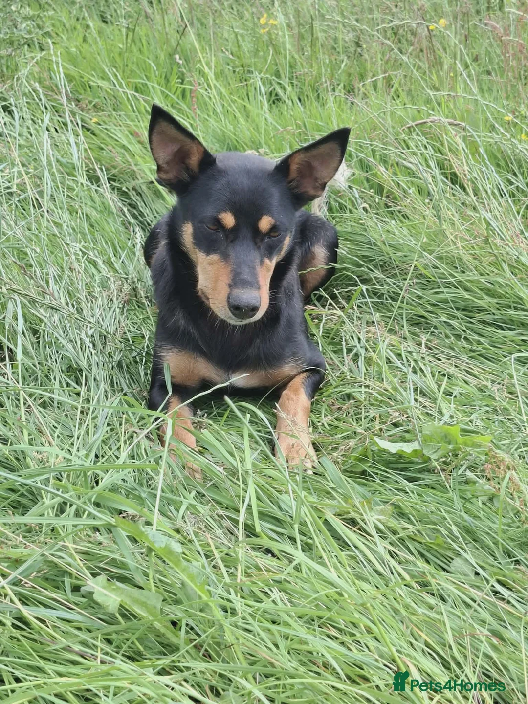 Australian Kelpie dogs for sale: Farm bred 5 boys 3 girls kelpie puppies - Advert 18