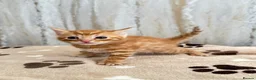 Mixed Breed cats for sale: Bengal/ tabby mixed kittens - Advert 11
