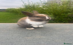 Mini Lion Lop rabbits for sale: 4 Lion Lop Kits for sale - Ready 4th November  - Advert 5