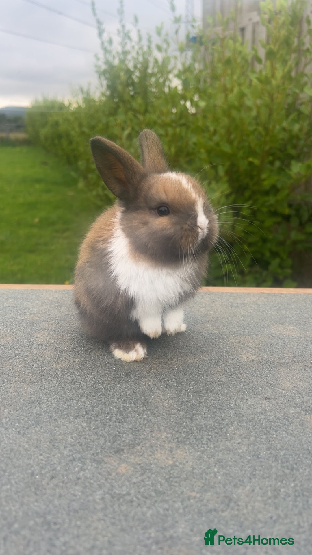 Mini Lion Lop rabbits for sale: 4 Lion Lop Kits for sale - Ready 4th November  - Advert 5