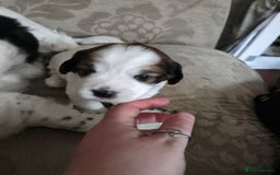 Mixed Breed dogs for sale: 2 Gorgeous male cocker Bassett x Shichon pups  - Image 3