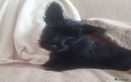 Scottish Terrier dogs for sale: Girl KC Reg vWD/CMO Clear Scottish Terrier Puppy  - Image 3