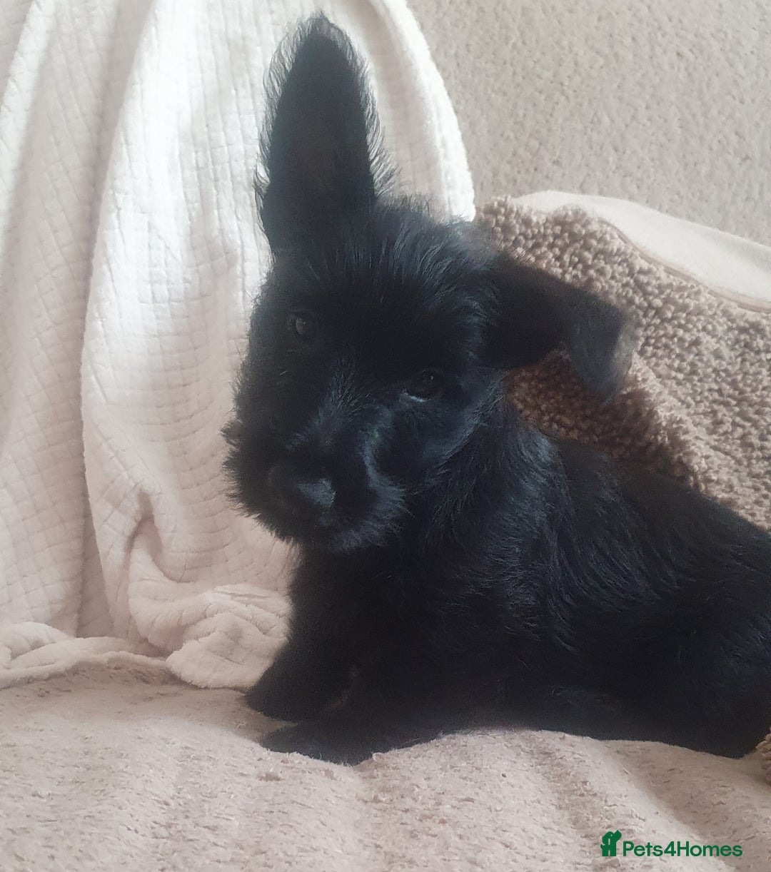 Scottish Terrier dogs for sale: Girl KC Reg vWD/CMO Clear Scottish Terrier Puppy  - Image 3
