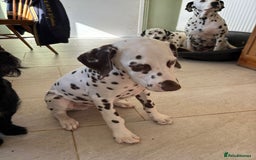 Dalmatian dogs for sale: Gorgeous Liver spot Dalmatian puppy  - Image 4