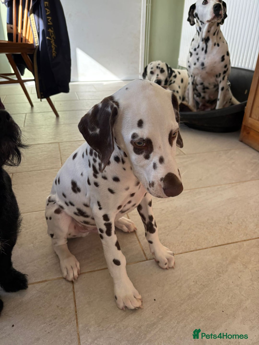 Dalmatian dogs for sale: Gorgeous Liver spot Dalmatian puppy  - Image 4