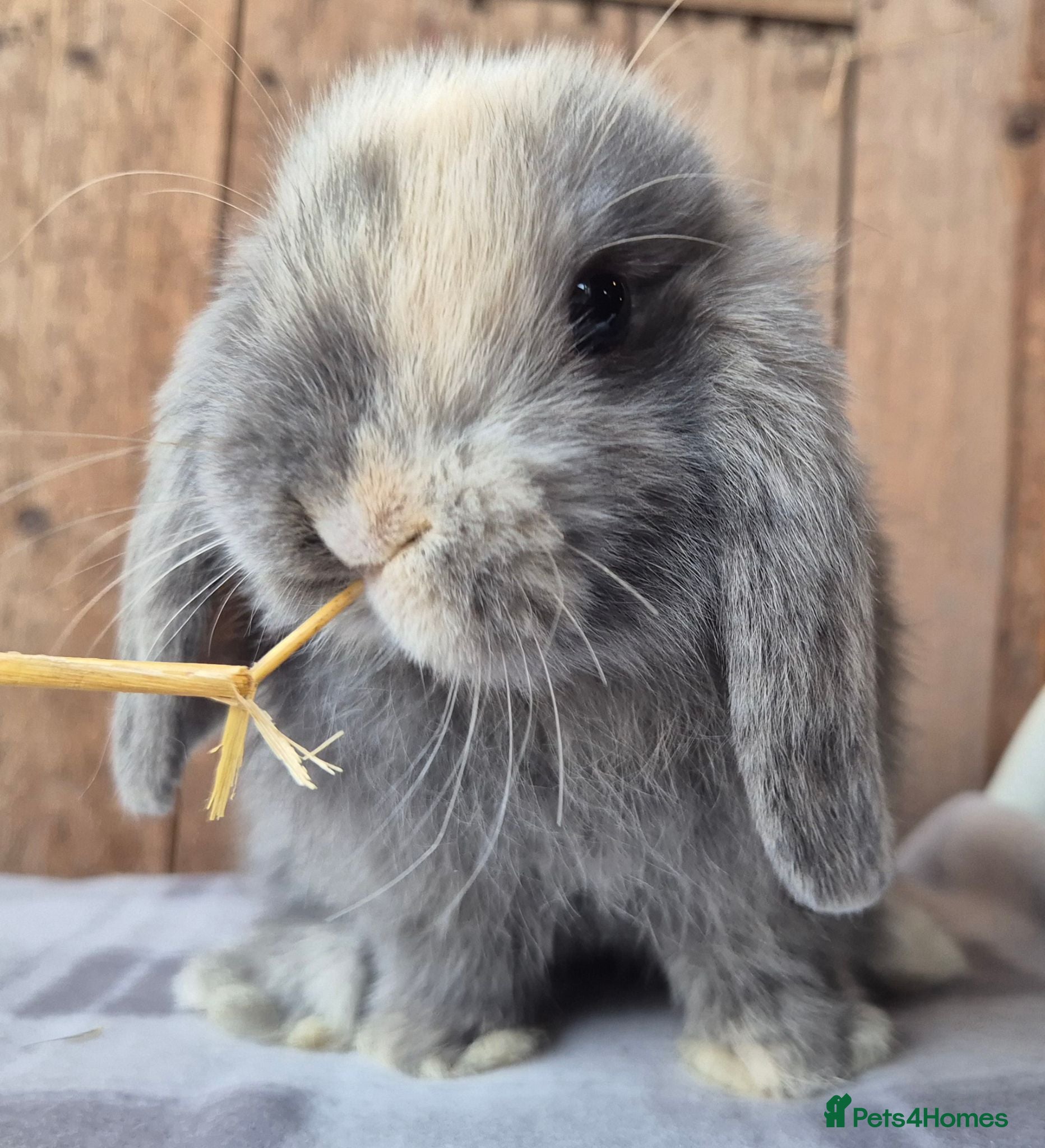Mini Lop rabbits Mini lop babys ready now  - Advert 8