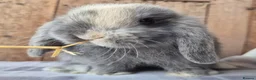 Mini Lop rabbits for sale: Mini lop babys ready now  - Advert 2